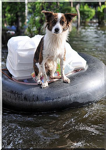 Pet in deluge