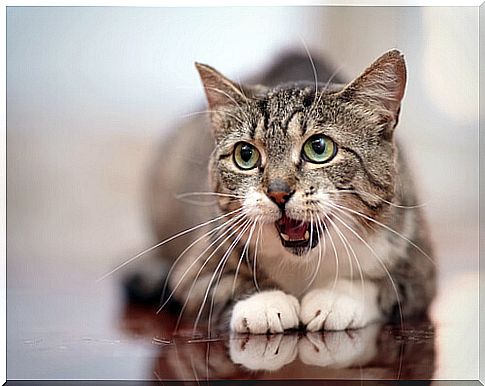 Cat hisses, types and causes