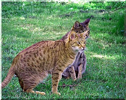 Cat Ocicat, a wild-looking pussycat