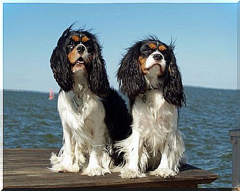 Cavalier King Charles: know everything about this breed