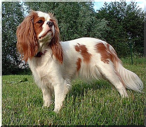 Cavalier king charles en el jardin