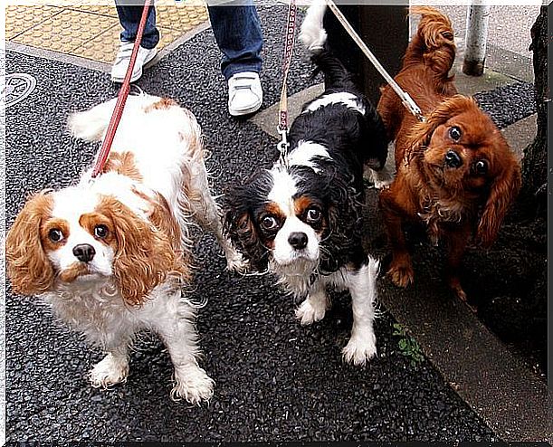 Perros paseando con correa por la calle