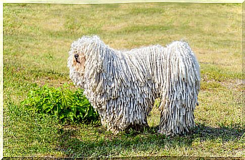 Characteristics and care of the Hungarian puli