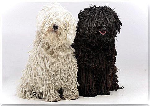 Puli dog: characteristics