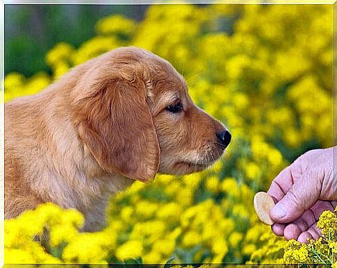 Chicken biscuits, recipes for dogs