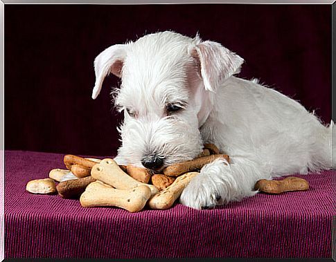 dog biscuits