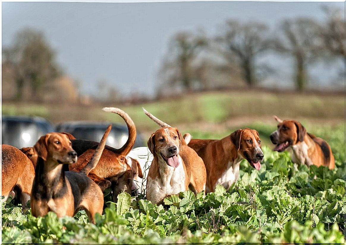 Colombian fine hound: habits and characteristics