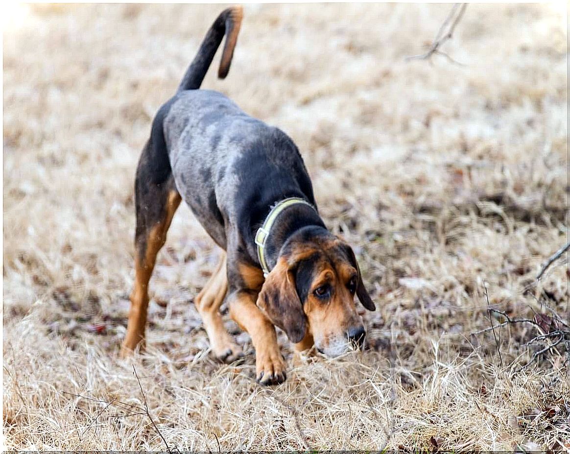 A hound smells a trail.