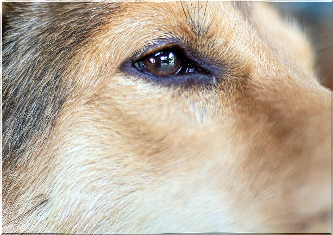 The eyes of a dog.