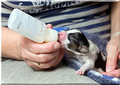 Cow's milk is not good for puppies