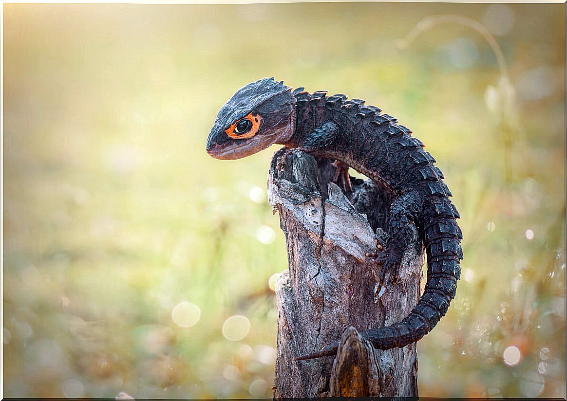 Crocodile skink (Tribolonotus gracilis): care in captivity