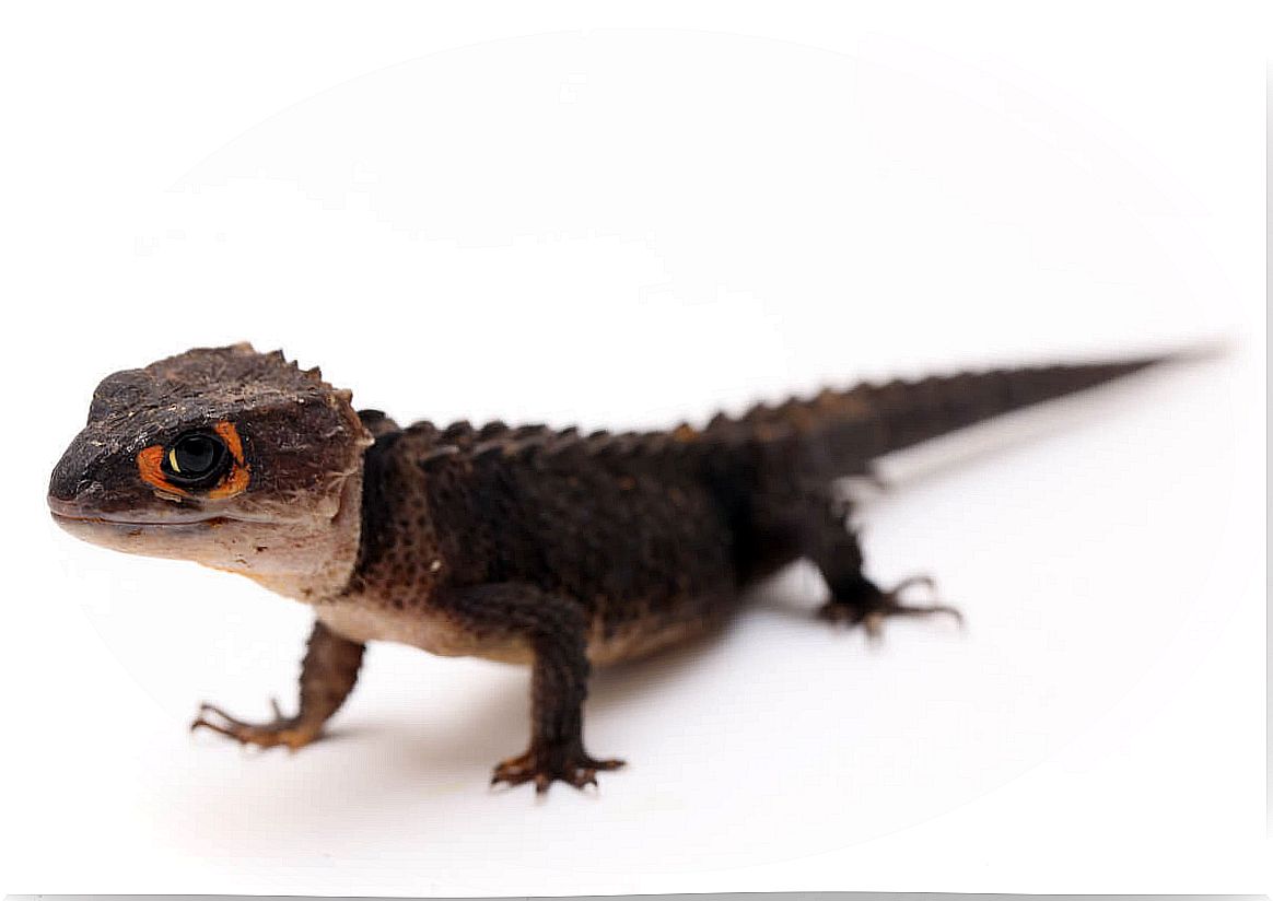 Crocodile skink on white background