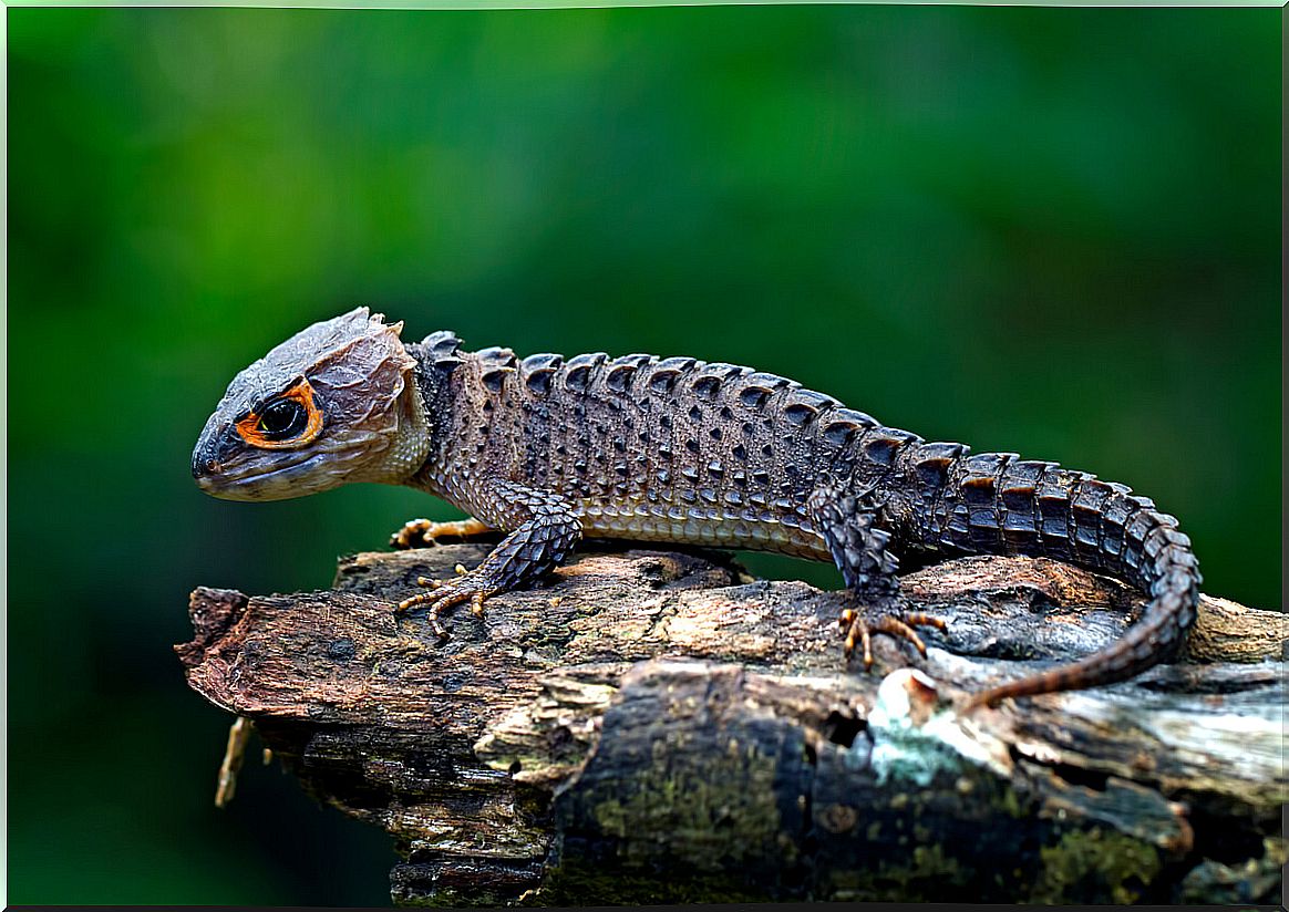 A skink crocodile on a branch.