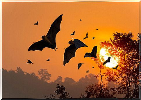 Curiosities about flying foxes