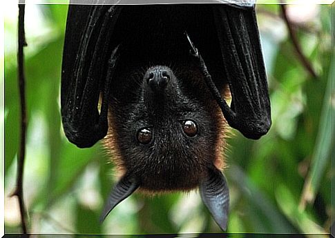 The fruit bat has a certain resemblance to the fox.