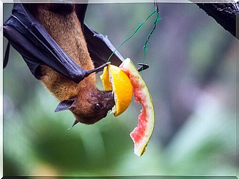 Fruit bat (or flying fox) eating a piece of fruit hanging from a tree.