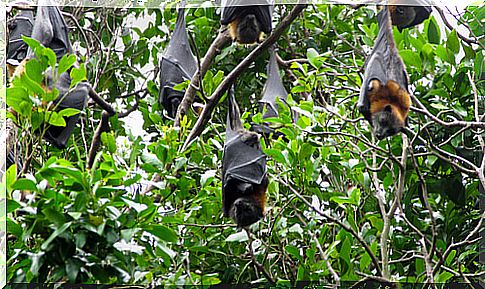 Flying foxes inhabit trees.