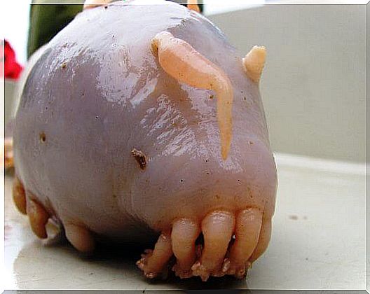 Curiosities of the sea pig