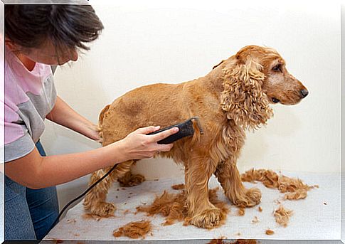 Cut your dog's hair, at home or with a professional?