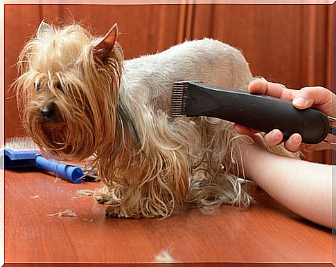 Dog groomer