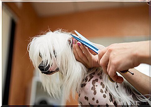 Cutting the dog's long hair