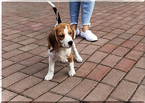 Dog walking on a leash