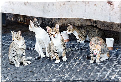 institute of animal care, abandoned cats