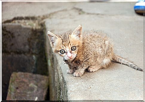 rescued orphan cats