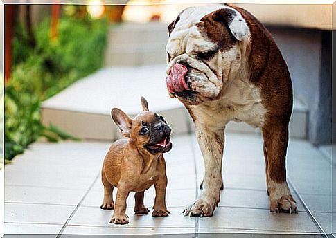 Differences between French bulldog and English bulldog