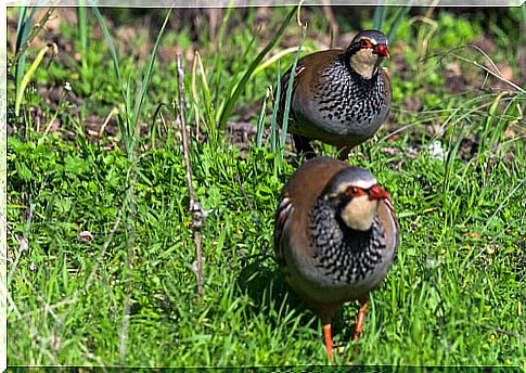 Differences between partridge and quail, just the size?