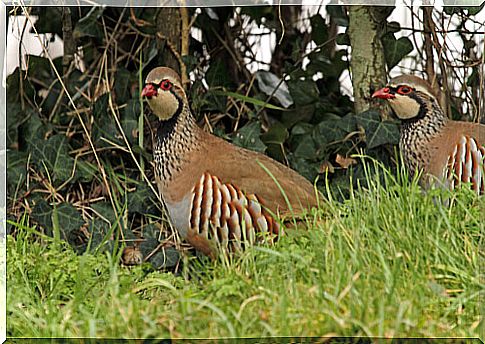 Characteristics of the red partridge red partridge (Alectoris rufa)