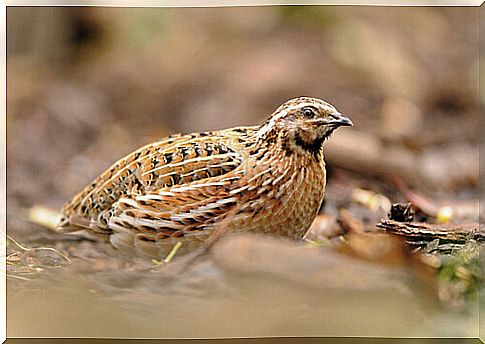 Characteristics of the quail (Coturnix)