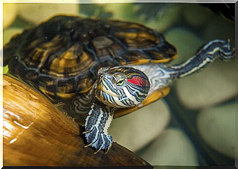 Water turtle as a pet