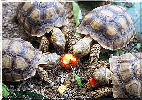 African tortoise feeding