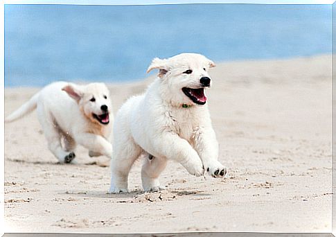 golden retriever puppies