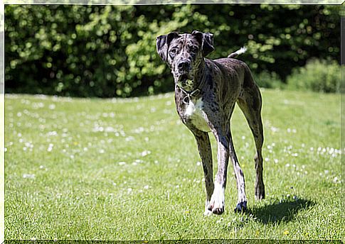 Discover the Great Dane dog