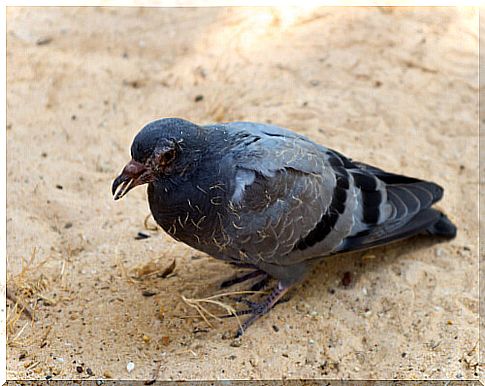 Diseases suffered by pigeons