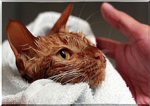 bathe your cat