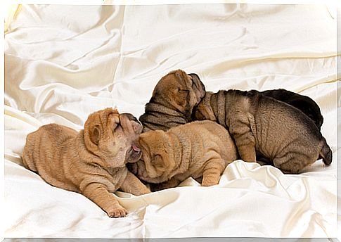 Do you know these dog breeds with wrinkles?