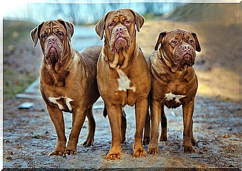 Dogue de Bordeaux