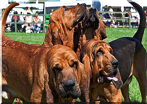 Bloodhound