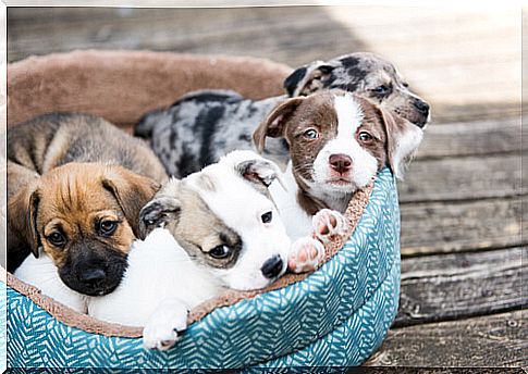 Do you like puppies?  Check out these Instagram pages!