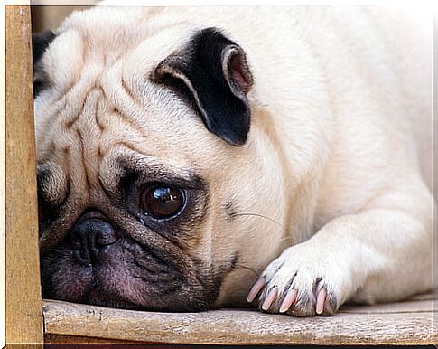 Does the death of another pet affect dogs?