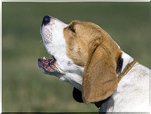 barking beagle