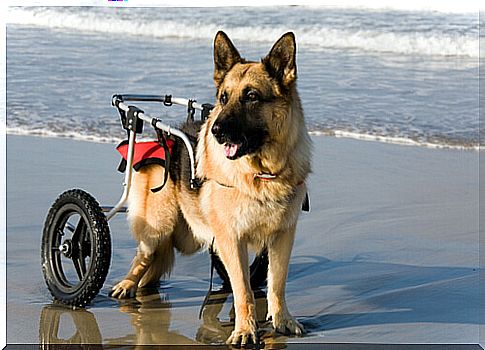 Dogs in wheelchairs enjoy the beach