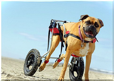 dogs-in-wheel-chairs-3