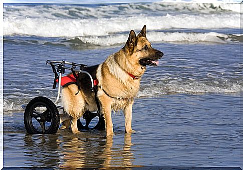 dogs-in-wheelchairs