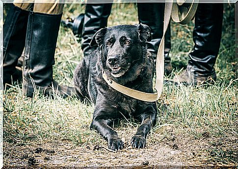 Dogs in World War II