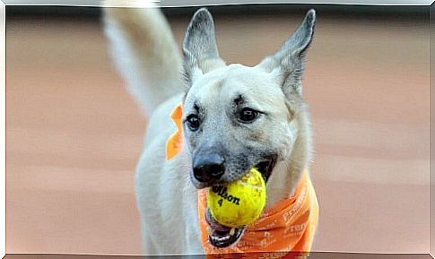 Working dogs at a tennis tournament 