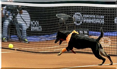 perros que trabajan en un torneo de tenis 2